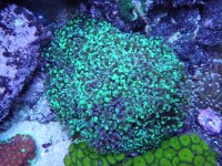 Rainbow Frogspawn.jpg