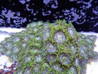 GreenYellow Speckled.jpg