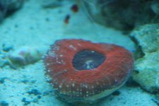 sick coral 002.jpg