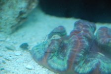 sick coral 004.jpg