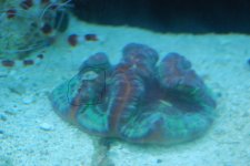 sick coral 006.jpg