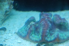 sick coral 003.jpg