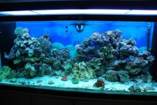 SW fish tank 3-30-10 024.jpg