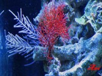 Red Sea Farn, Purple Plum gorgi 025.jpg