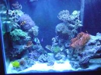 65 gallon tank 001.jpg