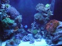 65 gallon tank 002.jpg