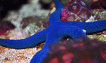 Starfish-blue-Link.gif