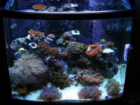 new tank 078.jpg