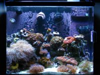 new tank 067.jpg
