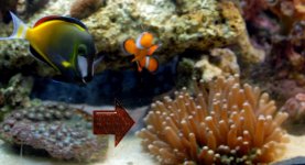 plate coral copy.jpg