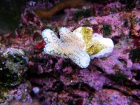Picture Underwater 004.jpg