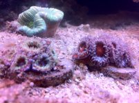 acans.JPG