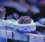 Candy-Apple-Reds-Rainbow-Sw.gif