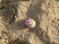 DSCN2520.jpg