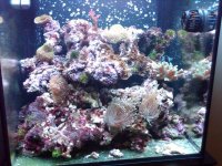 reef.jpg