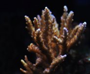 DSC_0608.jpg