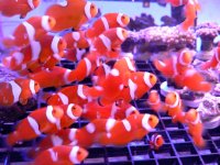 Group of Clown Fish.jpg