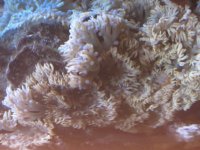 Pseudo tentacles anemone.jpg