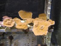 Frags2-18 001.jpg