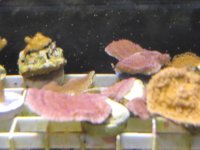 Frags2-18 002.jpg