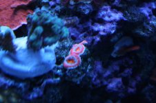 Hard - Acan - Orange.JPG