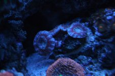 Hard - Acan - Purple Jam.JPG