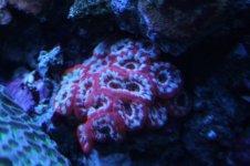 Hard - Acan - Red.JPG