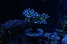 Hard - Acropora - Blue Teanius.JPG