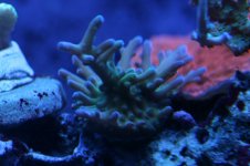 Hard - Green Acropora Frag.JPG