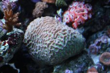 Hard - Green Brain Coral.JPG