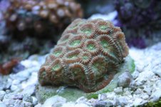 Hard - Green Favia.JPG