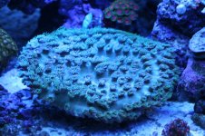 Hard - Greenish Pogoda Cup.JPG