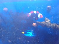 Sahnjay clown fish 3.jpg