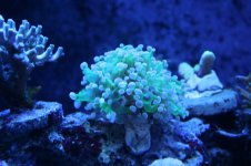 Hard - Two Head Frog Spawn.JPG