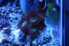 Softie - Green Button Polyp 2.JPG