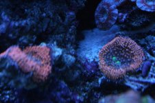 Softie - Orange Ricordia.JPG