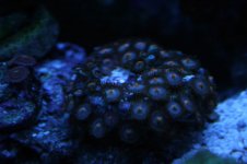 Softie - Zoas - Blue Alieus.JPG
