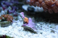 Softie - Zoas - Lunar Eclipse.JPG