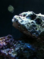 clam 3.jpg