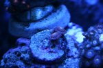 Softie - Zoas - Mohawks.JPG