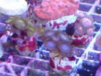 Tropheops & zoos 025.jpg