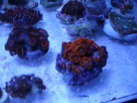 Tropheops & zoos 016.jpg