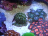 purple hornets 016.jpg