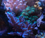 Corals5.JPG