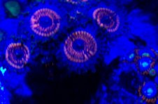 100_1455.jpg