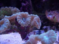 100_1096.jpg