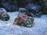 reef 9-2009 099.jpg