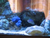 Pink Margin Female Wrasse.jpg