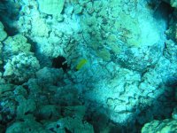 Honaunau 004.jpg