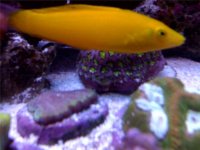 yellow wrasse.jpg